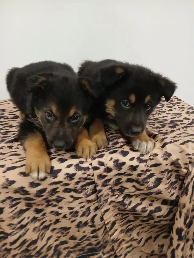 Very friendly German Shephard puppies ready to go to a new home! in Dogs & Puppies for Rehoming in City of Toronto - Image 3