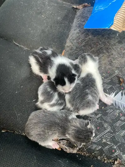 Barn Kittens, View more