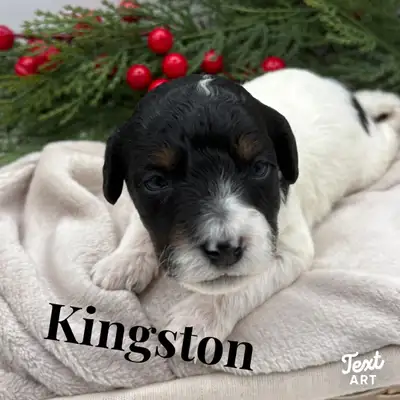 munchkin sized  Golden Bernedoodles, View more