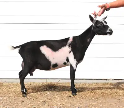 Group of 5 Nigerian Dwarf does. The last remaining few from our her of registered animals. The 3 reg...