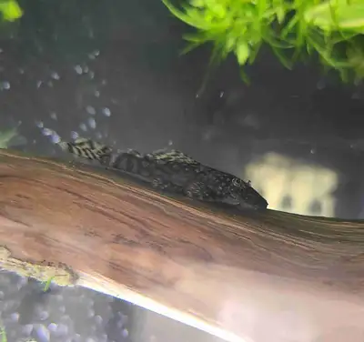 Brown bristlesnose plecos, View more