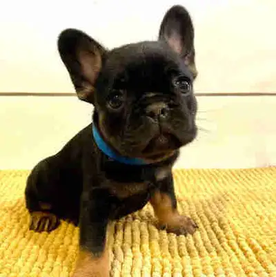 Beautiful French Bulldog Puppies, View more