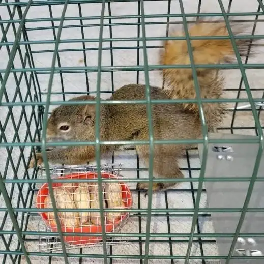 Pest control, Raccoon, Roaches, Pest control, bed bug 289301863162863723873153123