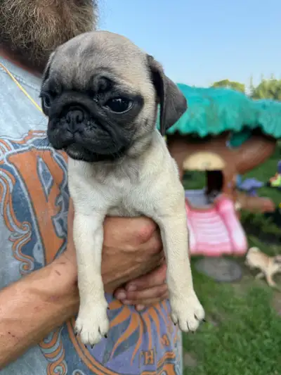 Beautiful pug puppies, View more