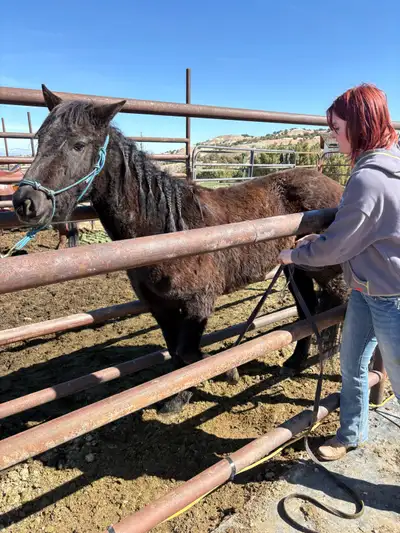Currently have two spots remaining for May. Everything from halter breaking and colt starting to tun...