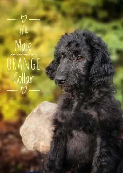 Last F1B Goldendoodle, View more