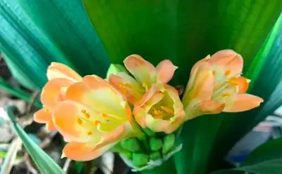 cliva plant in blossom, View more