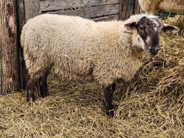 breeding ram in Livestock in Pembroke - Image 2