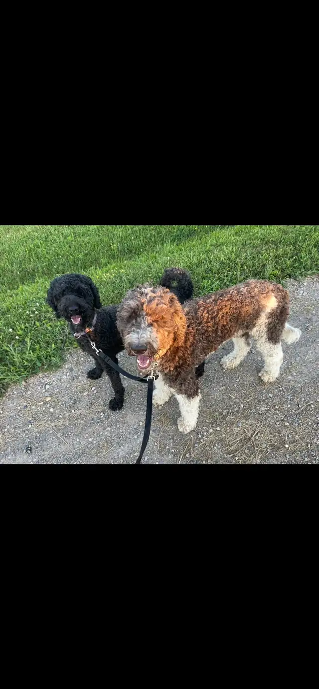 ♥️Darling Female Standard Poodle ♥️ in Dogs & Puppies for Rehoming in Owen Sound - Image 4