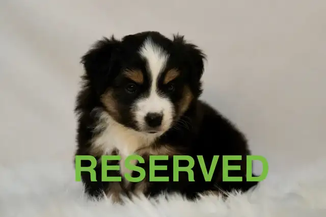 AKC  Mini American Shepherd Pups in Dogs & Puppies for Rehoming in Stratford - Image 5