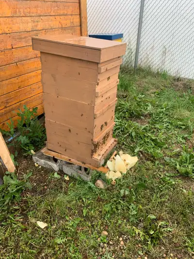 Complete beehive and bees, View more