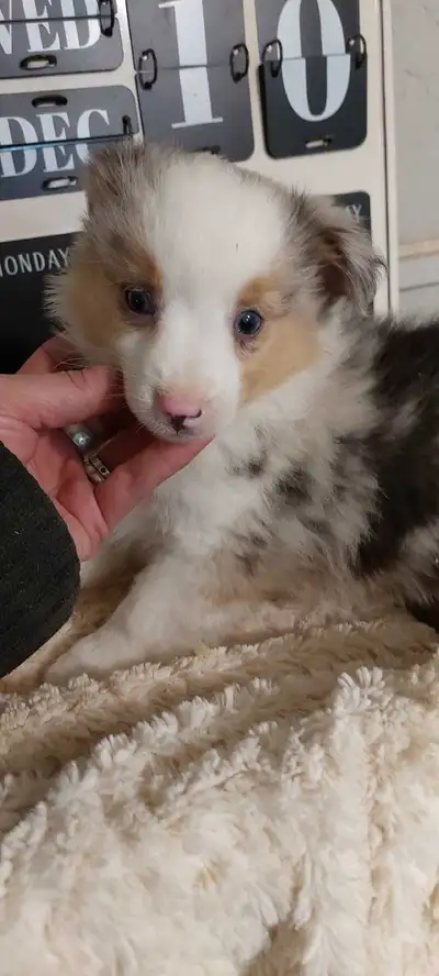 Toy Australian Shepherd pups, View more