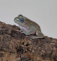 Blue-eyed whites tree frogs 