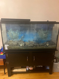 65 gallon aquarium fish tank