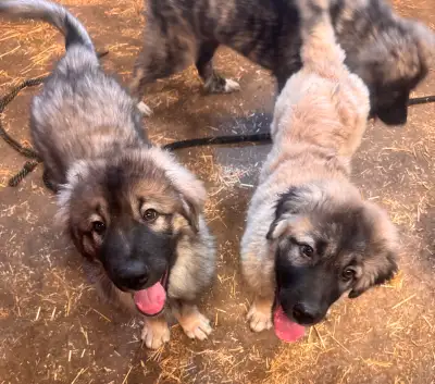 Ready to relocate to new jobs! Kengal/Pyrenees/Sarplaninac puppies born Mar 10, 2025. Both parents a...