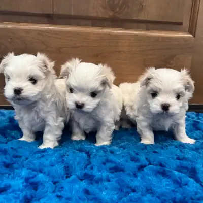 3 Chiots mini bichon maltais  , Maltese, View more