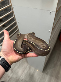Male Blackhead Black Pastel Mojave Ball Python