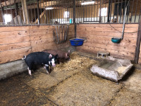 Red Wattle and Berkshire Gilts 