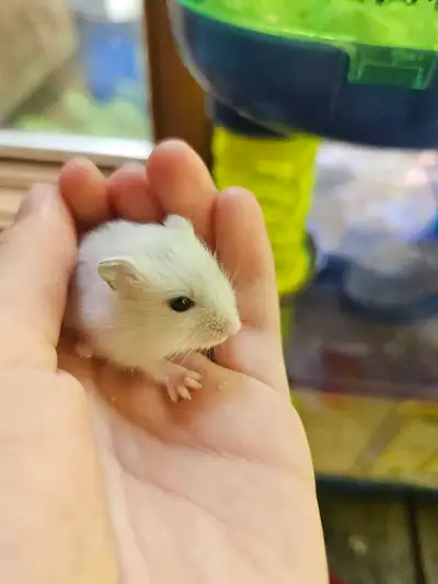 Hamsters (Russian winter whites), View more