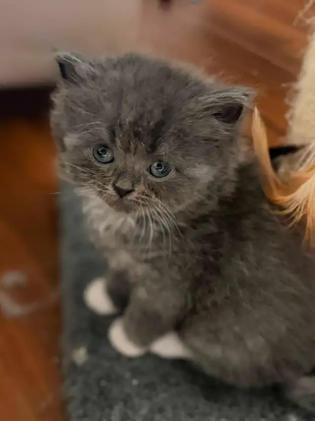 Persian ragdoll kittens in Cats & Kittens for Rehoming in Delta/Surrey/Langley - Image 5
