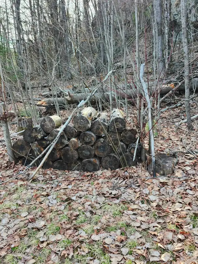 FREE Red Pine CampFire wood, & Brush — Variety of Sizes in Free Stuff in Muskoka - Image 5