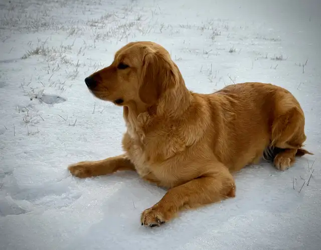 Golden Retriever Puppies: Show Lines! OFA CHIC certified! in Dogs & Puppies for Rehoming in Norfolk County - Image 10