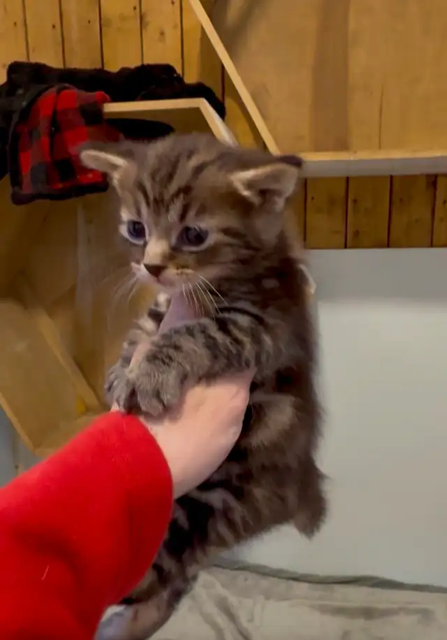 JUNGLE CURL et jungle bob F3 et Chausie F2 in Cats & Kittens for Rehoming in Gatineau - Image 11
