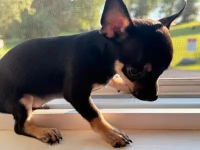 Teacup Chihuahua Puppies Ready to Go!, View more
