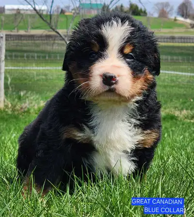 CKC BERNESE MOUNTAIN DOG PUPPIES- BIG EUROPEAN TYPE, View more