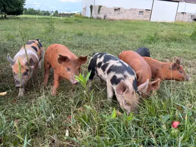 Berk/Tam piglets - pending pick up, View more