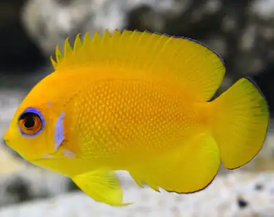 Poisson-ange citron, View more