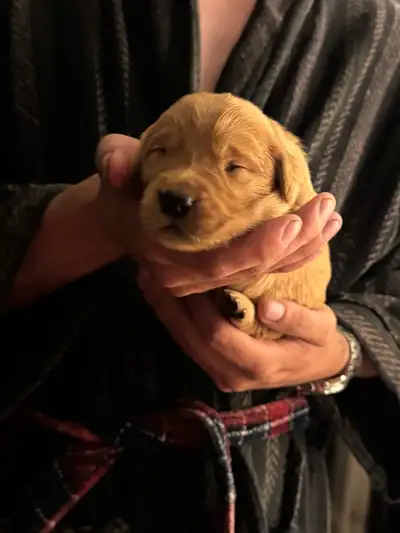 REDFIELD GOLDEN RETRIEVER, View more