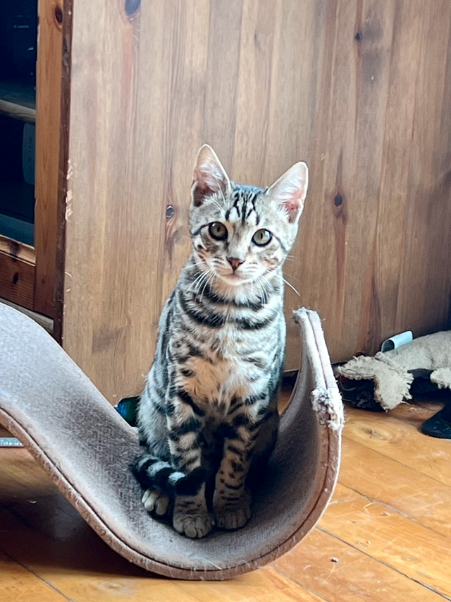 Chatons bengal dans Chats et chatons à adopter  à Lanaudière - Image 3
