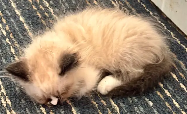 Last Purebred Traditional Ragdoll Kitten in Cats & Kittens for Rehoming in Annapolis Valley - Image 5