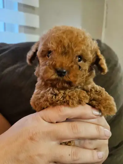 Teddy Bear Toy Poodles! 1 Pup left, View more