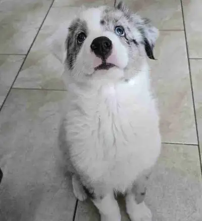 beau petit chiot , View more