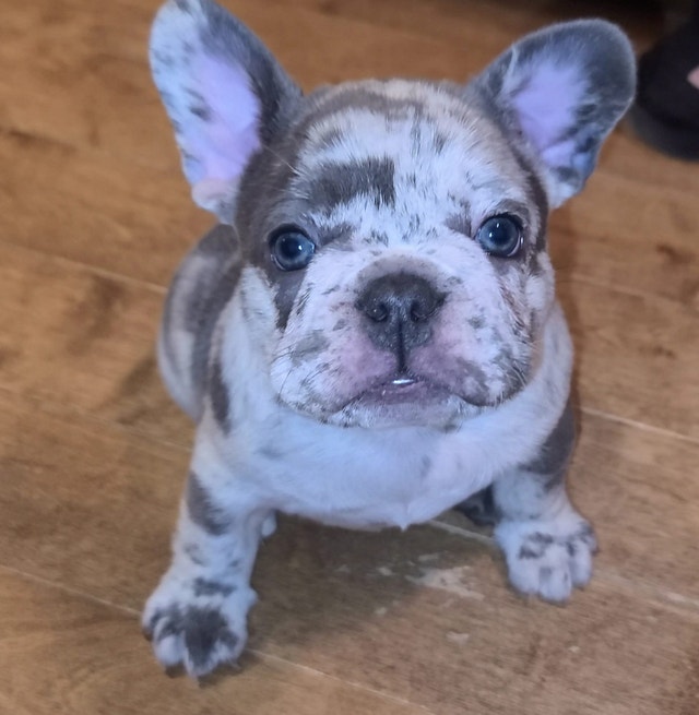 Bouledogue français Chiens et chiots à adopter Ville de Montréal