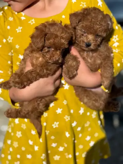 toy poodles , View more