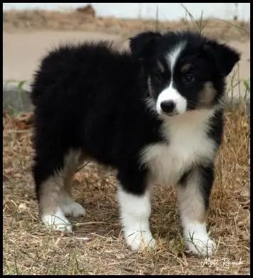 AUSTRALIAN SHEPHERD PUPPIES, View more