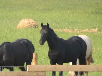 Registered yearling morgan filly, View more