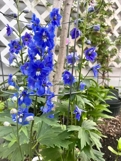Delphinium Plant, View more