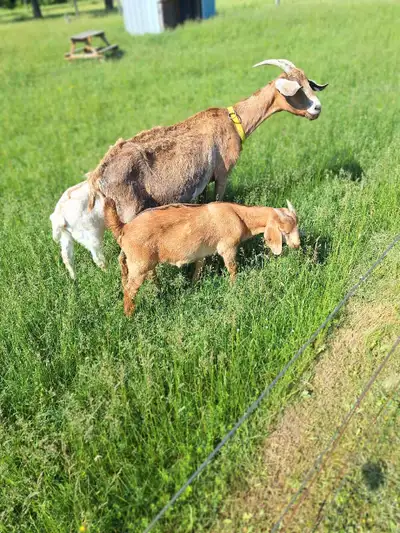 3 month old buckling , View more