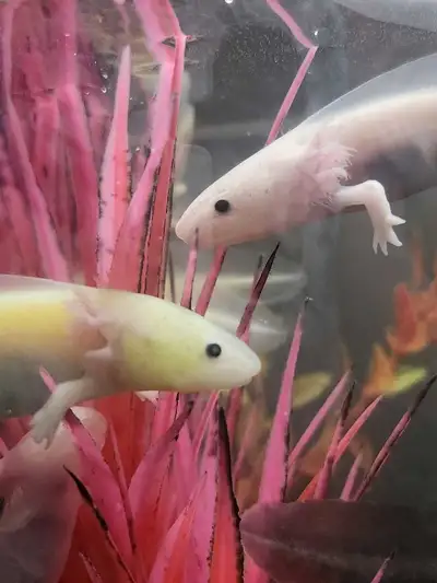 Axolotls of all sizes from 3 inches up to 8 inches long available for adoption. Smaller available up...