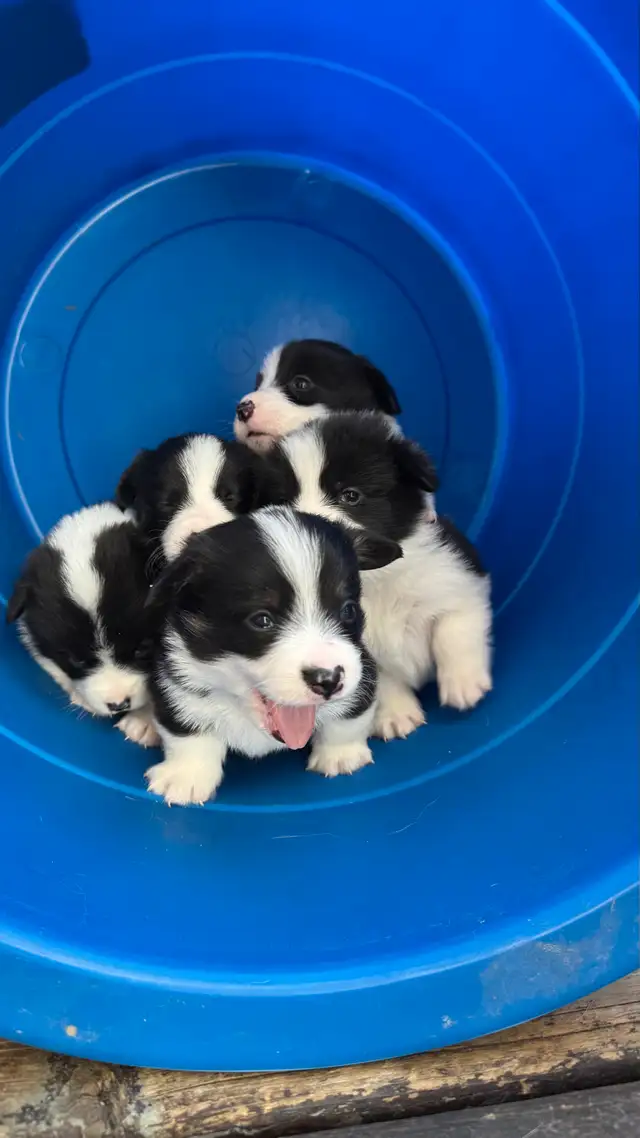 Fluffy Pembroke Welsh Corgi Puppies (2 litters) in Dogs & Puppies for Rehoming in Edmonton - Image 8