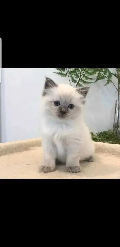 Chatons Siamois pure race, View more
