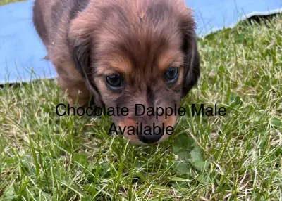Gorgeous Purebred Long Haired Dachshund Puppies, View more