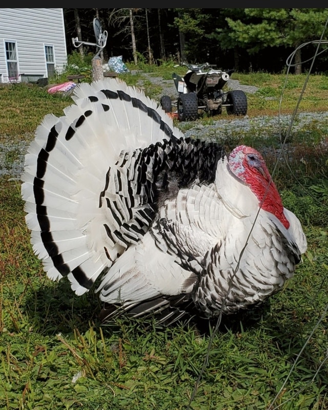 Turkey Hatching Eggs! Livestock Moncton Kijiji