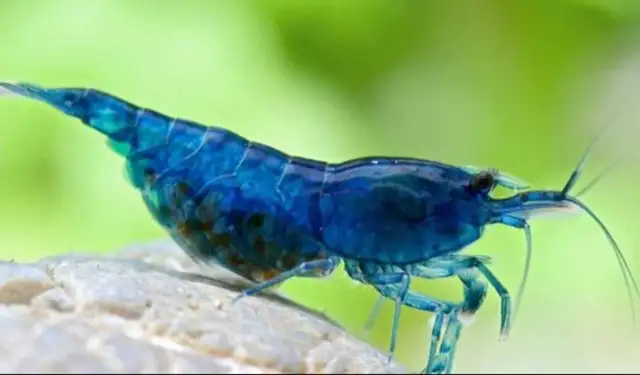 Blue dream shrimp in Fish for Rehoming in Guelph - Image 2