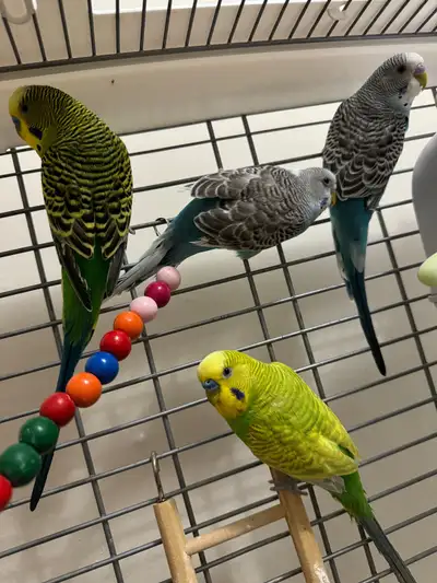 Healthy and young colorful budgies for sale . little bit tamed and very active.Asking 15$ per budgie...