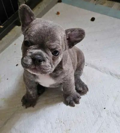 MINI BOULEDOGUES FRANÇAIS AVEC COULEURS SPECIALES. PRETS EN MI JUIN SERONT VACCINÉS VERMIFUGĖS MICRO...